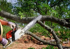 Houma, LA Tree Removal Company