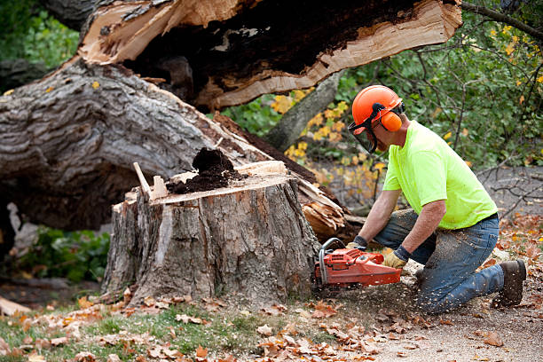 Best Hazardous Tree Removal  in Houma, LA