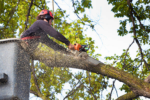 Best Storm Damage Tree Cleanup  in Houma, LA